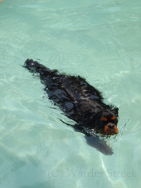 Sampson Swimming 001.jpg